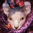 Cat photo
